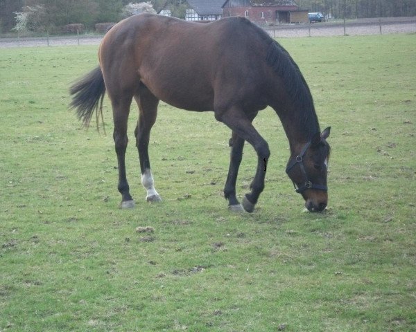 broodmare Assembla xx (Thoroughbred, 1996, from General Assembly xx)