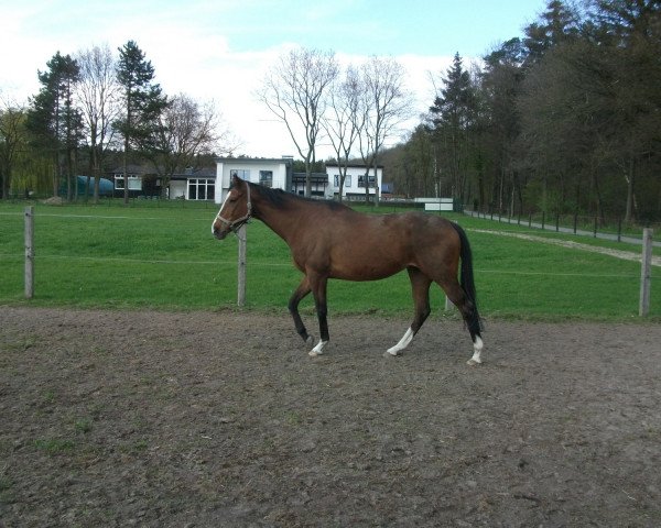 broodmare Estima Directa xx (Thoroughbred, 2004, from Johan Cruyff xx)