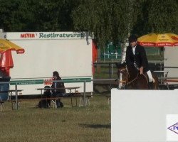 jumper Choco Chaarlen (Oldenburg show jumper, 2005, from Concetto I)