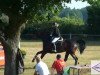 jumper Cortina (Oldenburg show jumper, 2005, from Conceicao)