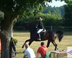 jumper Cortina (Oldenburg show jumper, 2005, from Conceicao)