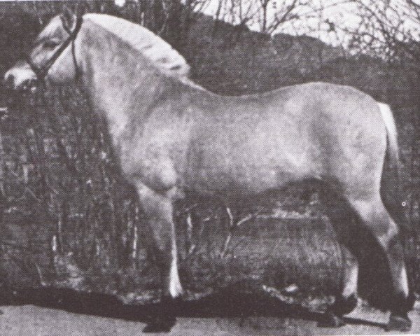 stallion Rei Halsnæs D.542 (Fjord Horse, 1971, from Reidulf Medalje)