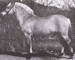 stallion Rei Halsnæs D.542 (Fjord Horse, 1971, from Reidulf)