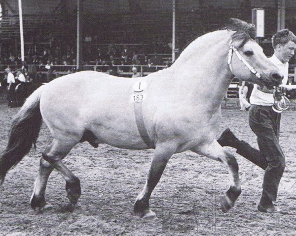 stallion Draublakken F (HE) 75 (Fjord Horse, 1953, from Draug N.1097)