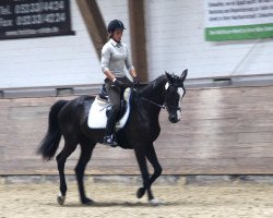 broodmare Be Violett (Oldenburg, 2009, from Balou du Rouet)