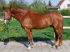 horse Ramazzotti 74 (German Sport Horse, 2004, from Ra 1)