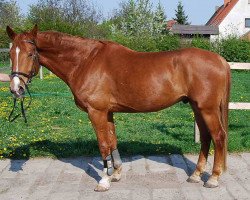 Pferd Ramazzotti 74 (Deutsches Sportpferd, 2004, von Ra 1)