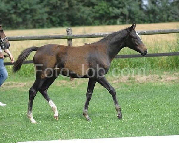 Dressurpferd Oceana (Deutsches Reitpony, 2011, von Kennedy WE)