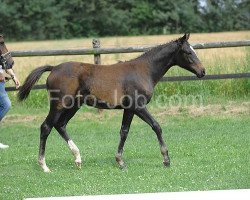 dressage horse Oceana (German Riding Pony, 2011, from Kennedy WE)