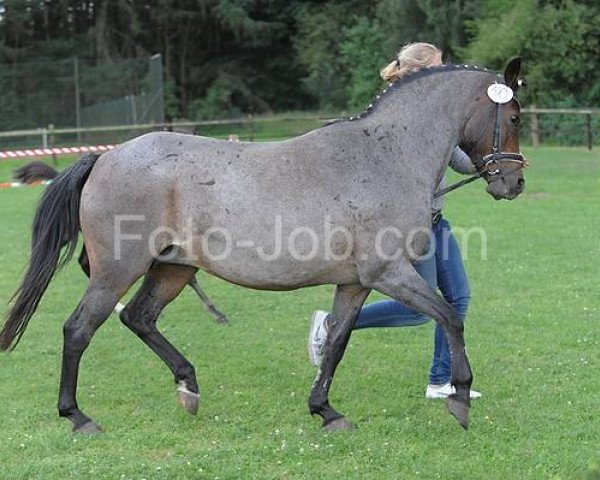 Zuchtstute Ornella (Deutsches Reitpony, 1993, von Nantario)