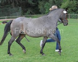 Zuchtstute Ornella (Deutsches Reitpony, 1993, von Nantario)