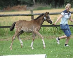 broodmare Kambrina WE (German Riding Pony, 2011, from Kennedy WE)