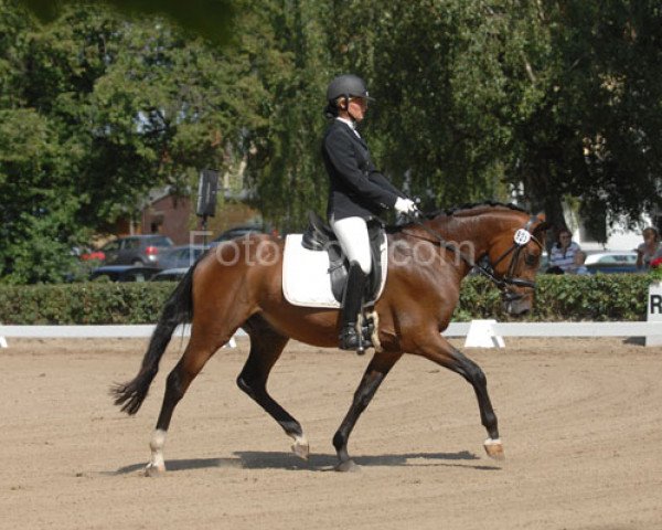 horse Pyrmont's Bolero (German Riding Pony, 2005, from Boss jun.)