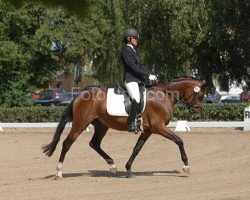 Pferd Pyrmont's Bolero (Deutsches Reitpony, 2005, von Boss jun.)