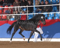 dressage horse Kronzeuge (German Riding Pony, 2006, from Kennedy WE)