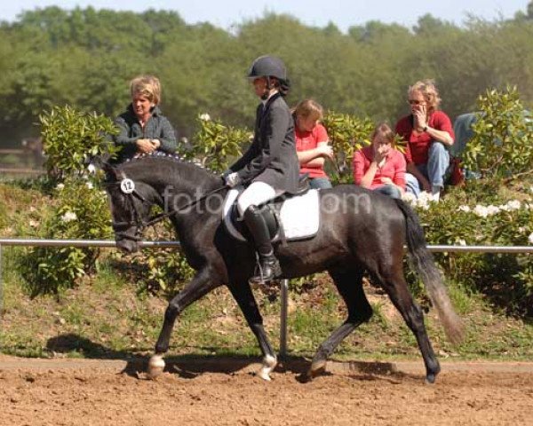 dressage horse Kaspar von Kamern (German Riding Pony, 2003, from Kennedy WE)