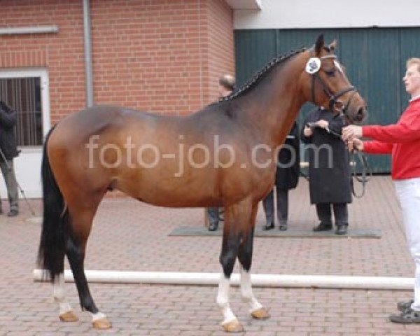 dressage horse Karlos (German Riding Pony, 2004, from Kennedy WE)