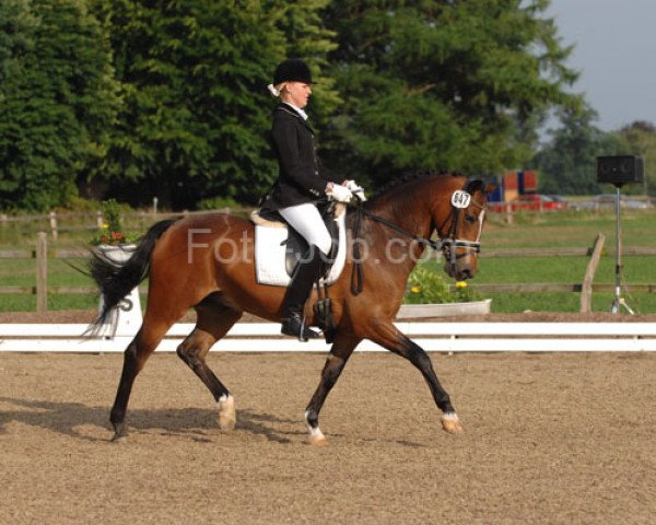 dressage horse Kalimar 2 (German Riding Pony, 2002, from Kennedy WE)