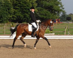 dressage horse Kalimar 2 (German Riding Pony, 2002, from Kennedy WE)