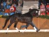 dressage horse Keerlke (German Riding Pony, 2004, from Kennedy WE)