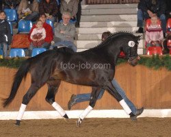 dressage horse Keerlke (German Riding Pony, 2004, from Kennedy WE)