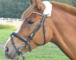 jumper Rocky 1236 (German Warmblood, 2003)