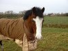 dressage horse Vio King (German Riding Pony, 2004, from Top Viorello)