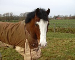 dressage horse Vio King (German Riding Pony, 2004, from Top Viorello)