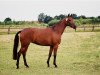 broodmare Hoffnung VI (Trakehner, 1999, from Buddenbrock)