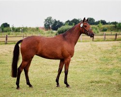 broodmare Hoffnung VI (Trakehner, 1999, from Buddenbrock)