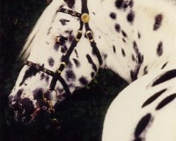 stallion Poco Mejor Af Silver (Knabstrupper, 1974, from Poco Bueno)