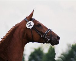 broodmare Highclass (Trakehner, 1991, from Guter Planet)