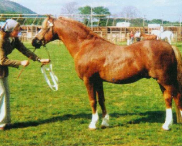 stallion Solway Master Bronze (Welsh-Pony (Section B), 1959, from Coed Coch Glyndwr)