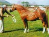 Deckhengst Solway Master Bronze (Welsh Pony (Sek.B), 1959, von Coed Coch Glyndwr)