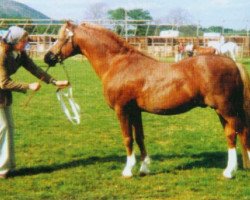 stallion Solway Master Bronze (Welsh-Pony (Section B), 1959, from Coed Coch Glyndwr)