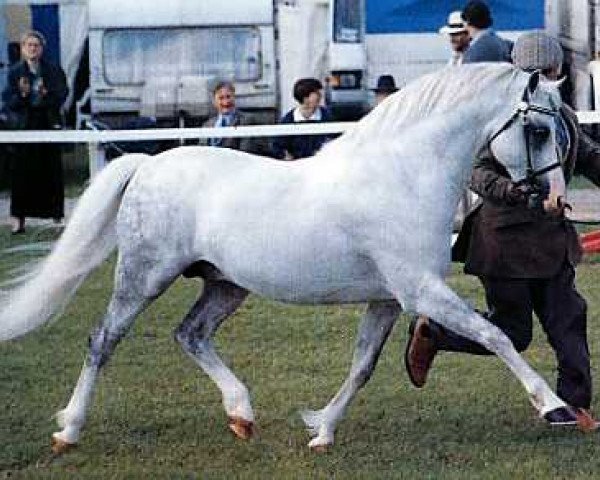 stallion Shamrock Mr. Oliver (Welsh-Pony (Section B), 1982, from Arkelshof's Sunstar)