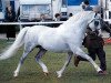 stallion Shamrock Mr. Oliver (Welsh-Pony (Section B), 1982, from Arkelshof's Sunstar)