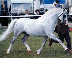 Deckhengst Shamrock Mr. Oliver (Welsh Pony (Sek.B), 1982, von Arkelshof's Sunstar)