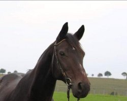 broodmare Alibi (Sachse, 1998, from Rittersport)