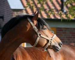 Deckhengst Goldschmidt (Trakehner, 2000, von Biotop)