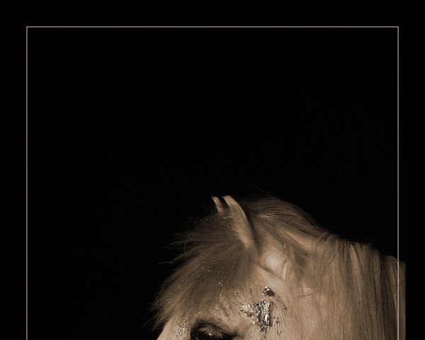Dressurpferd Louis 372 (Pony ohne Rassebezeichnung, 2012)