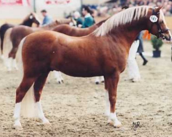 stallion Linde Hoeve's Sebastiaan (Welsh-Pony (Section B), 1993, from Eyarth Harlequin)