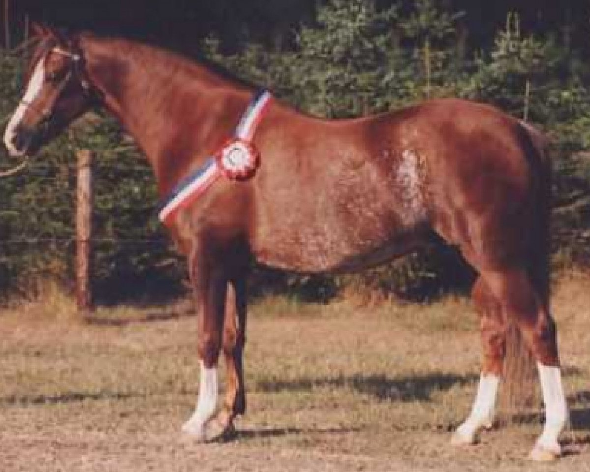 Zuchtstute Daisy (Welsh Pony (Sek.B), 1983, von Keston Blue Chip)