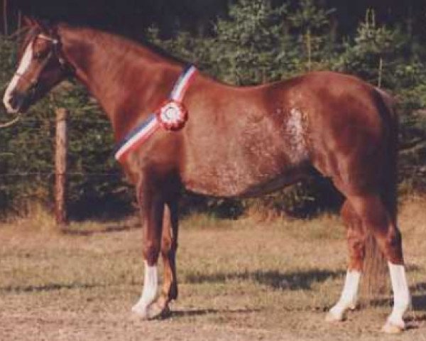 Zuchtstute Daisy (Welsh Pony (Sek.B), 1983, von Keston Blue Chip)