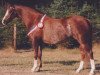 broodmare Daisy (Welsh-Pony (Section B), 1983, from Keston Blue Chip)