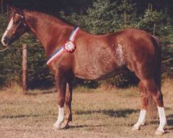 broodmare Daisy (Welsh-Pony (Section B), 1983, from Keston Blue Chip)