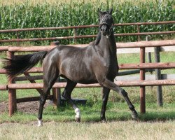 dressage horse Haya the Princess (Trakehner, 2007, from Goldschmidt)