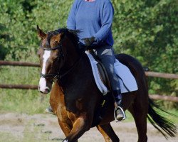 Pferd Halifax vom Forth (Trakehner, 1999, von Finley M)