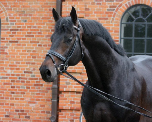 stallion Elfado (Trakehner, 2004, from Kostolany)
