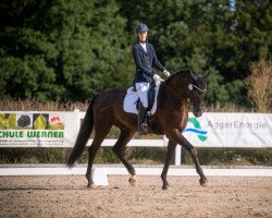 dressage horse Bendley S (Rhinelander, 2017, from Bernay)